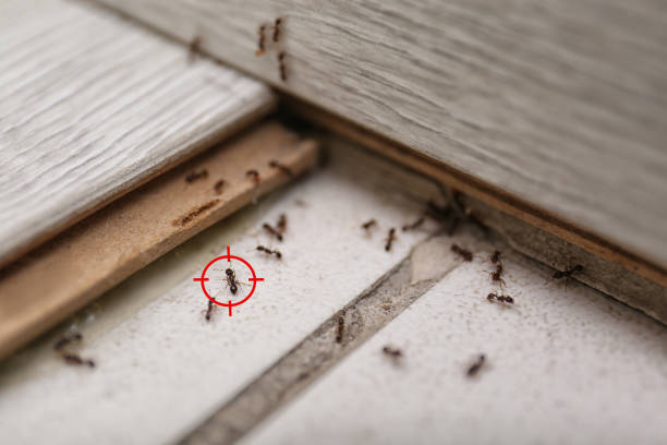 Wildlife Control Services in West Dundee, IL